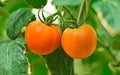 Two tomatoes ,Ready to harvest